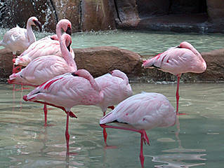 Flamingos im Parco Faunistico. &copy; graphia